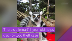 'There's a lemur!' 5-year-old helps crack SF Zoo theft case, and other top stories in strange news from October 25, 2020.