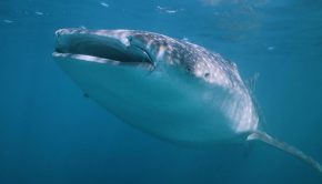 NASA technology can help save whale sharks says Australian marine biologist and ECOCEAN founder, Brad Norman