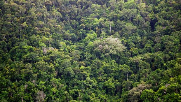 The rainforest in North Queensland, Australia. Credit: Tim Graham/Getty Images