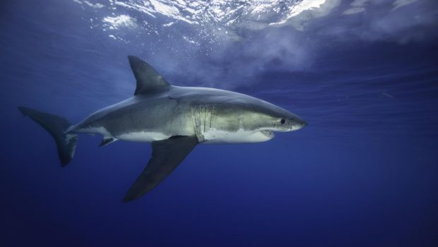 Technology Might Save Us From Shark Bites