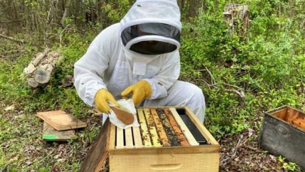 Tiny Technology Protects Bees from Deadly Insecticides