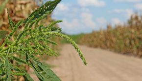 Killing the Weed King: Could Groundbreaking Pollen Technology Control Palmer Amaranth?