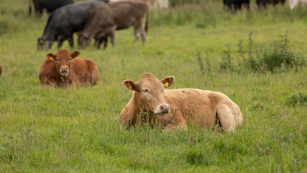Antibiotic-resistant bacteria found in cattle, but new technology can help with detection