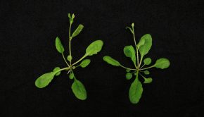 New CRISPR/Cas9 Plant Genetics Technology to Improve Agricultural Yield and Resist the Effects of Climate Change