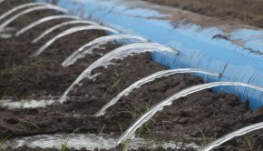 A blue pipe lays diagonally across the image, sitting in a furrowed crop field. The blue pipe has holes at regular intervals from which arcs of water are pouring into the furrows in the ground.