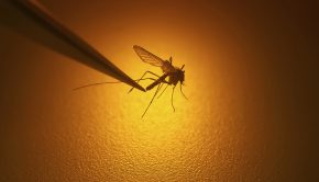 UCSD Researchers Create Technology To Sterilize Mosquitoes, Reducing Disease