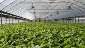 AgriFORCE Advanced Technology Stands Out in a Suddenly Crowded Controlled Environment Agriculture and Vertical Farming Industry