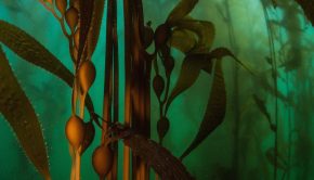 Companies hoping to grow carbon-sucking kelp may be rushing ahead of the science