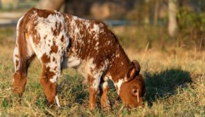 Eliminating beef cattle pregnancy loss with CRISPR/Cas9 technology