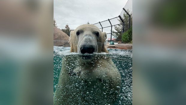 New polar bear at Como Zoo helping test out 3M technology