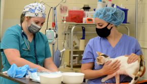 Morehead State Veterinary Technology students achieve 100% pass rate on credentialing exam