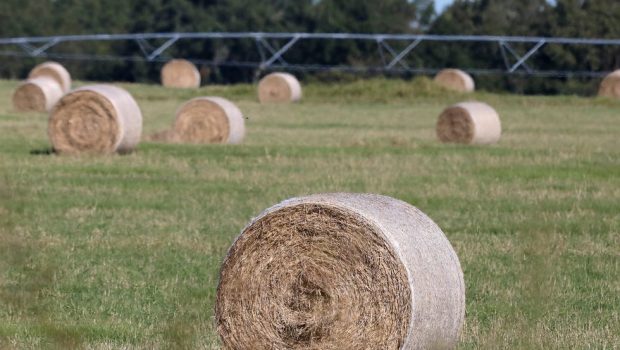 Hay bales freshly rolled up in a pasture in Newberry, Fla. October 21, 2021.