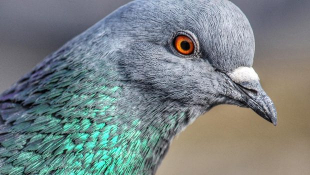 Looking inside a pigeon’s ear using quantum technology