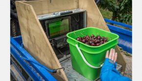 Technology supports New Zealand cherry pickers to work 'smarter'