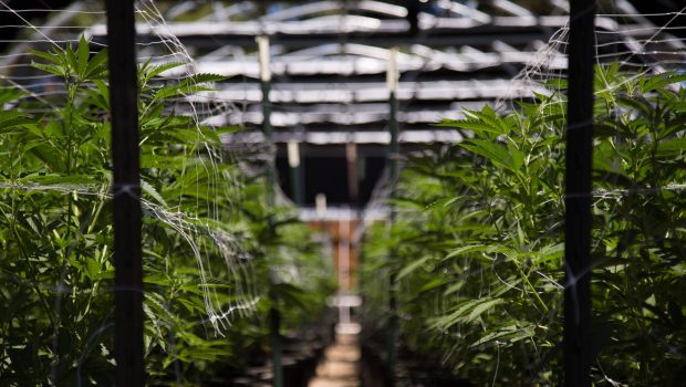 How Science and Technology is Revolutionizing the Cannabis Industry