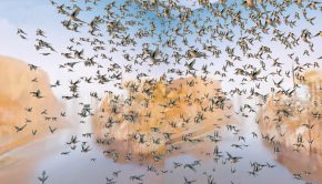 Artificial flock of passenger pigeons, 2021, Digital Image