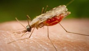 The sci-fi technology tackling malarial mosquitos