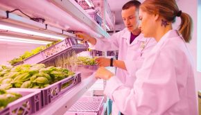 Indoor farming specialist pioneers ultrasonic technology to grow plants with sound