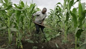 Stakeholders In Agriculture Advocates For Use Of Technology For Development