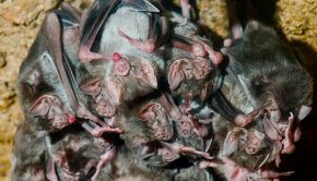 A vampire bat colony.