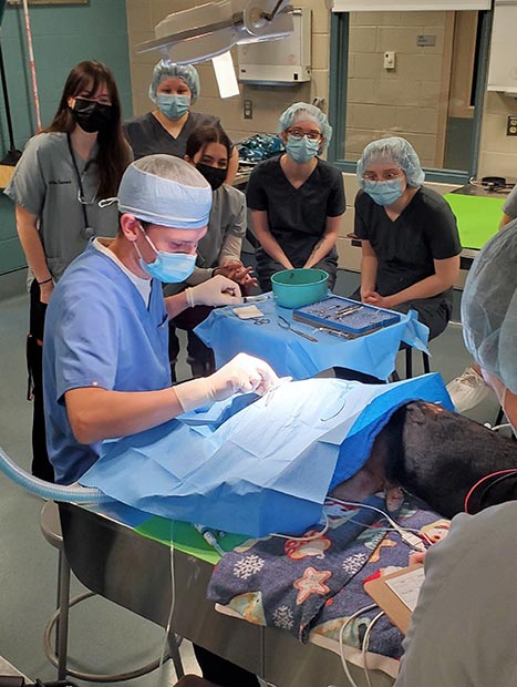 Vet tech students watch as Dr. Martin Coster removes an eyelid mass