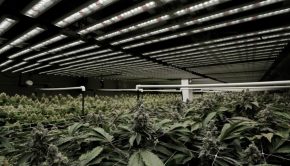 How Lighting Technology Has Revolutionized Cannabis Growing Operations