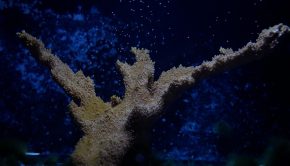 Video: Florida coastline's dwindling coral species revitalized by breakthrough technology - CNN