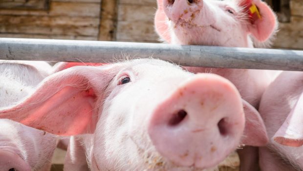 Boosting pig farm efficiency with latest cloud technology