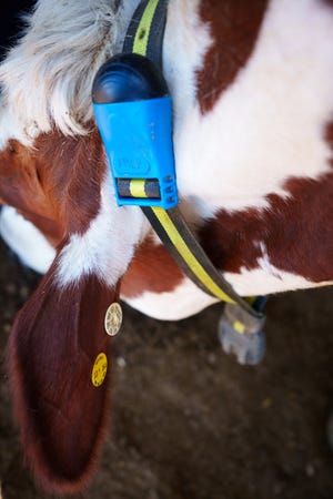 A dairy cow wears a collar that helps veterinarians and farms monitor its health at an Arizona Dairy Company farm on June 3, 2022, in Gila Bend. The collars track the cows' activity levels, eating patterns, sleep schedule, and more.