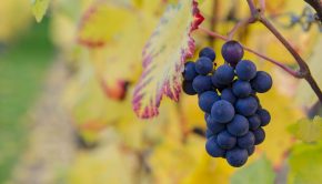 Australian Vine Health Technology Set to Grow