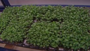 Vertical farming uses technology to grow produce without sunlight, soil