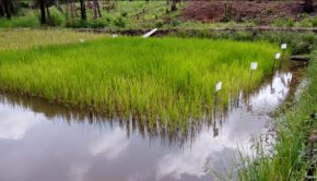 Extension officers in Liberia get improved rice-fish farming technology skills
