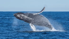 Technology System Aims to Protect Whales from Ships