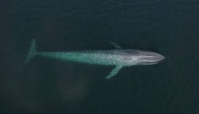 Noise pollution is killing whales, but this technology could help