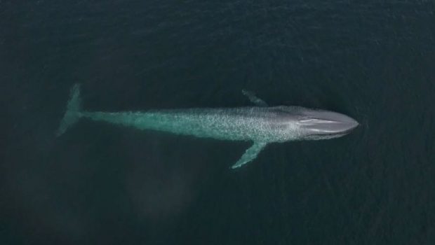 Noise pollution is killing whales, but this technology could help