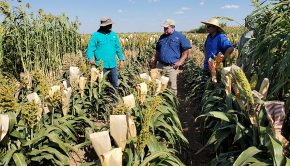 Seed-based technology offers peace of mind from sorghum forage risk