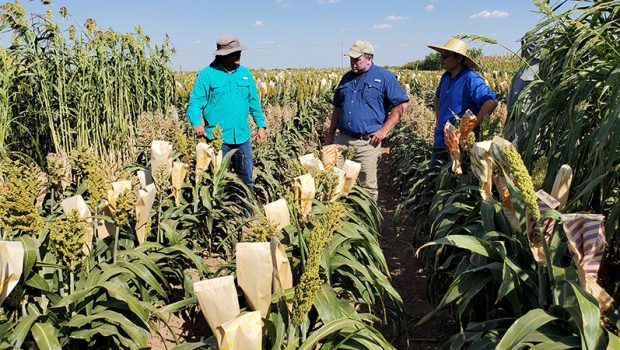 Seed-based technology offers peace of mind from sorghum forage risk