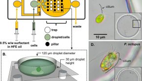 New technology maps movement of microscopic algae in unprecedented detail
