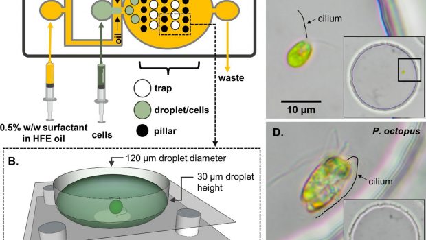 New technology maps movement of microscopic algae in unprecedented detail