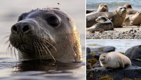 Seal conservation efforts aided by facial recognition tech