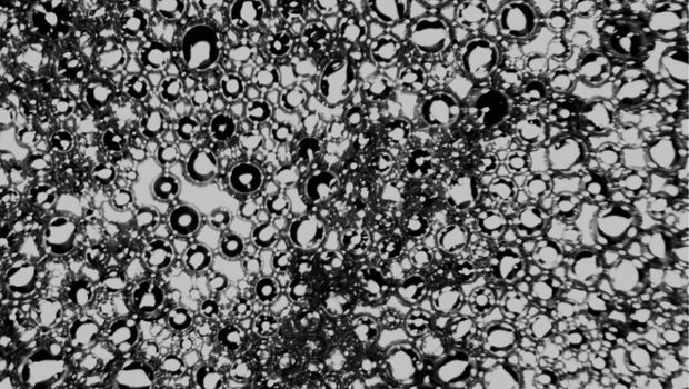Microscopy image of nanobubbles after sonication using the UCF invention