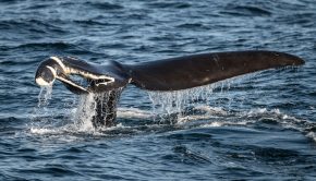 How fishermen are using new technology that could help save North Atlantic right whales