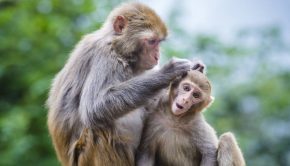 Chinese Scientists Just Hacked Super-Monkeys Using Human Brain Genes