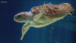 3D technology that gave turtle a unique shell, now used to check her progress