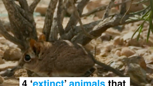 4 'extinct' animals that have come back to life