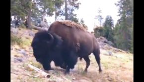9-year-old Girl attacks by Bison - Tossed violently in the air at Yellowstone National Park