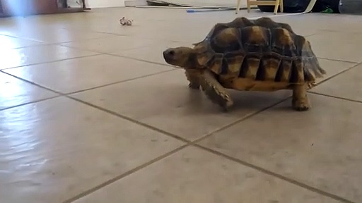 A Crazy Looking Turtle Attacks Me  At An Abandoned Home In Yuma Arizona
