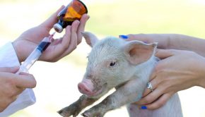 AASV: Emerging Precision Livestock Farming Technologies Applied in Commercial Swine Populations