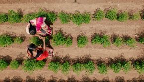 AI for agriculture in India framework