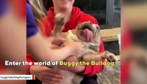 Abandoned bulldog is now an internet celebrity